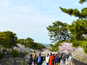 夙川公園の桜並木