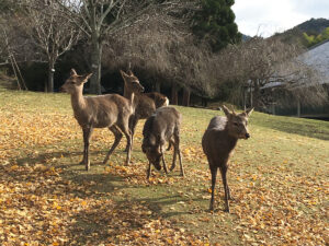 奈良公園の鹿の画像